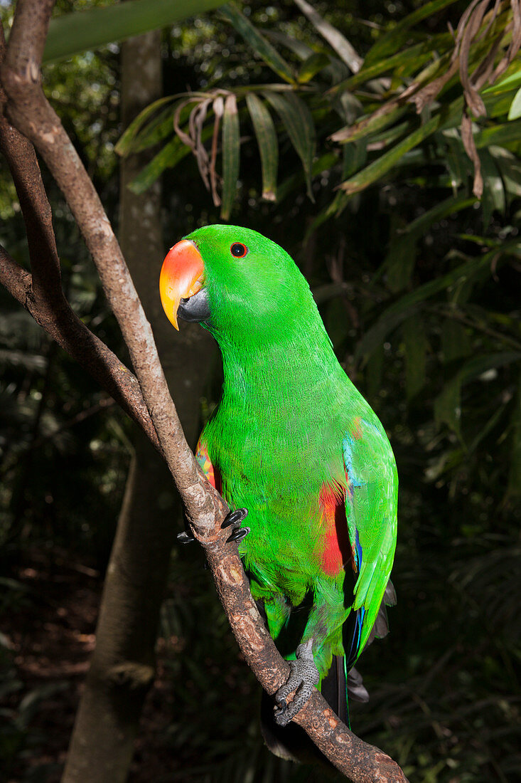 Sweet parrot, Eclectus roratus, Papua New Guinea