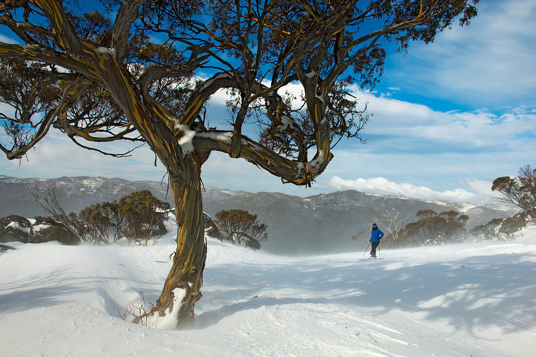 Schnee-Eukalyptus im Kosciuszko National Park, mehrtägige Skitour, NSW, Australien