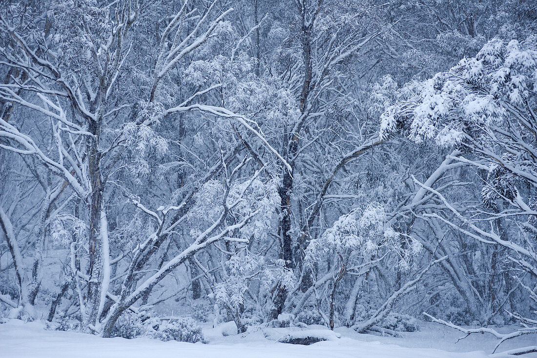 Tief verschneiter Schnee-Eukalyptuswald nahe Dinner Plain im Alpine National Park, Victoria, Australien