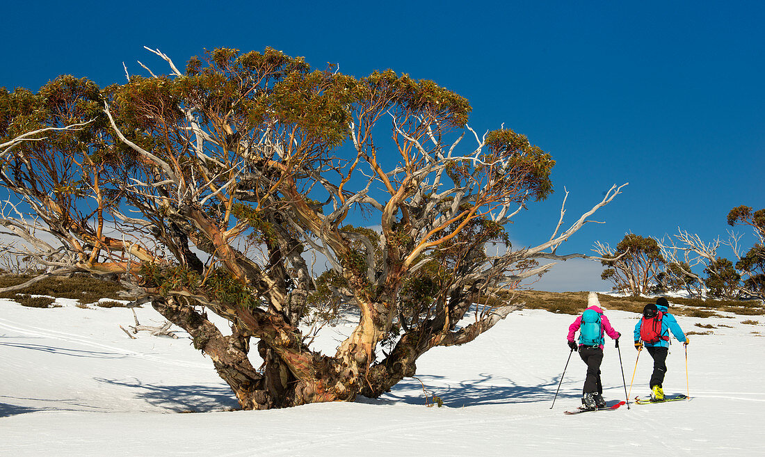 Ski tour to Spargo's Hut in the Alpine National Park, Victoria, Australia