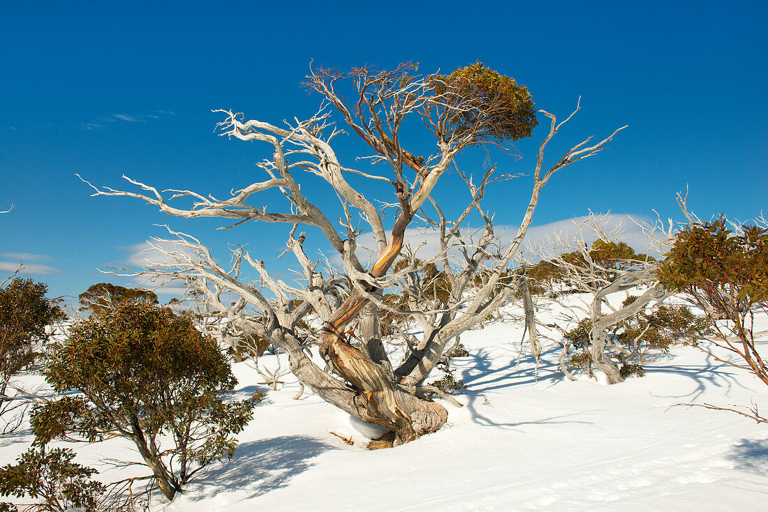 Snow eucalyptus along a ski tour to Spargo's Hut in the Alpine National Park, Victoria, Australia