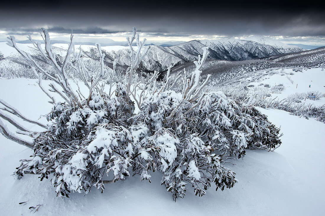 Schnee-Eukalyptus nach einem Schneesturm im Skigebiet Munt Hotham, im Hintergrund Mount Feathertop, Victoria, Australien