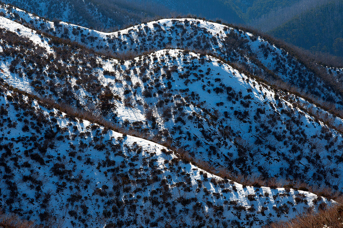 Dog sled races at the Dinner Plain ski village in the Victorian Alps, state of Victoria, Australia