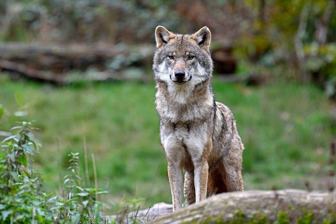 France, Moselle, Rhodes, St. Croix park in the heart of the regional park of Lorraine, or common European wolves gray wolves (Canis lupus lupus)