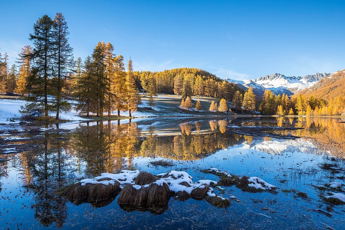 France, Hautes Alpes, regional natural reserve of Queyras, forest of Larch (Larix decidua) on the lake of Roue (1854m)