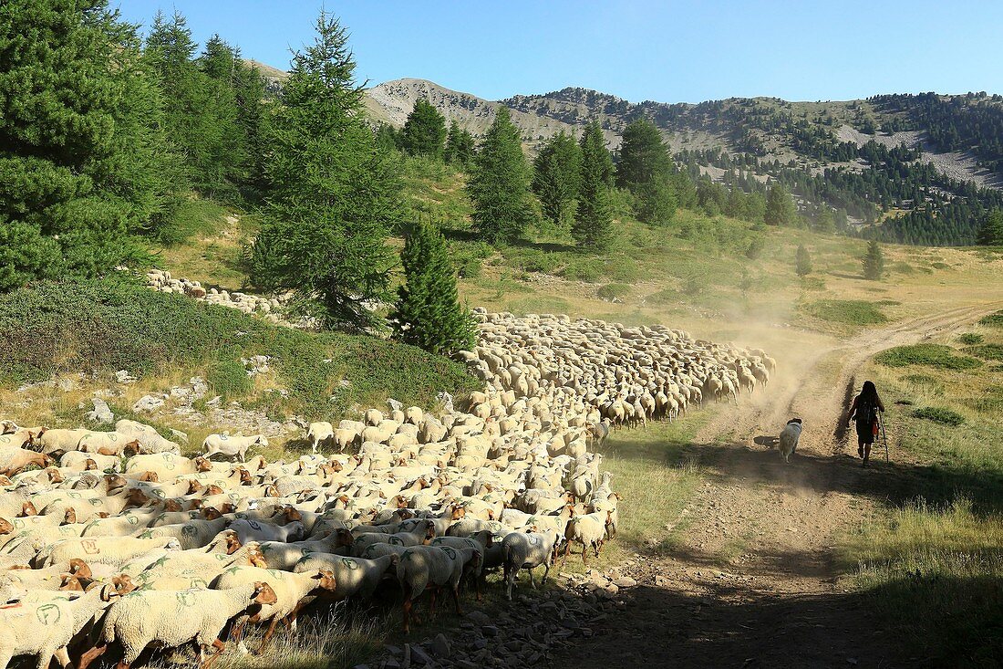 Frankreich, Alpes-de-Haute-Provence, Le Lauzet Ubaye, Col Bas, Schaf-Transhumanz