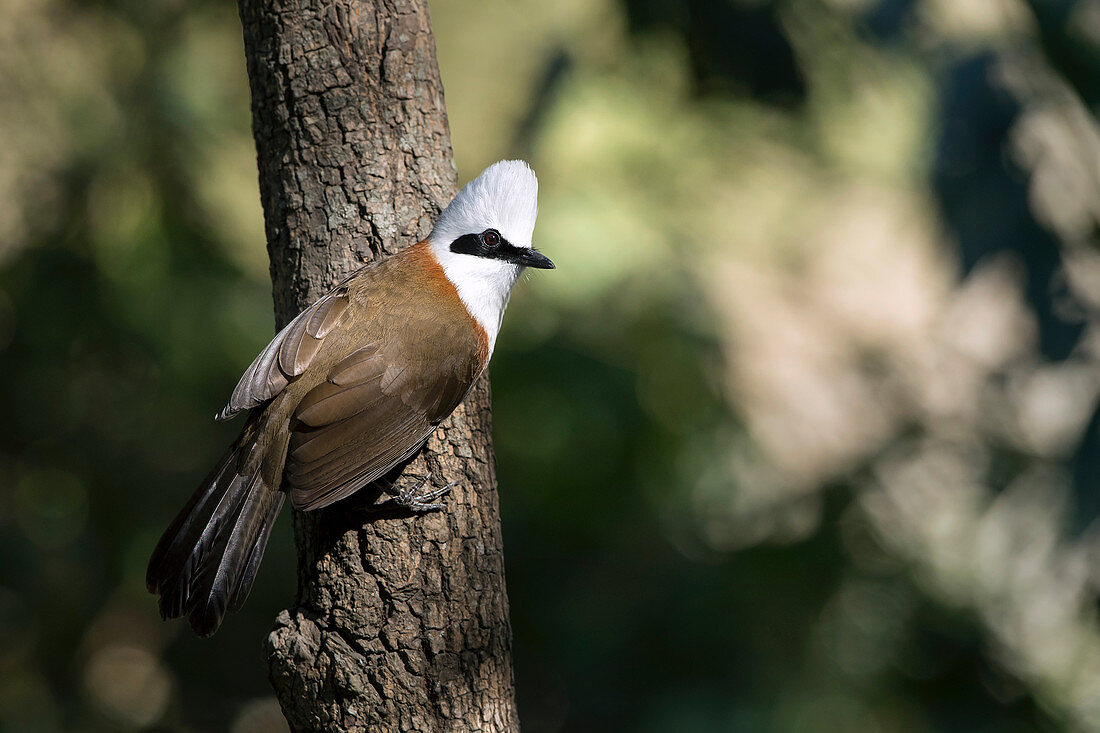 White-crested laughingthrush (Garrulax leucolophus)  at Kotdwar, Uttarakhand, India