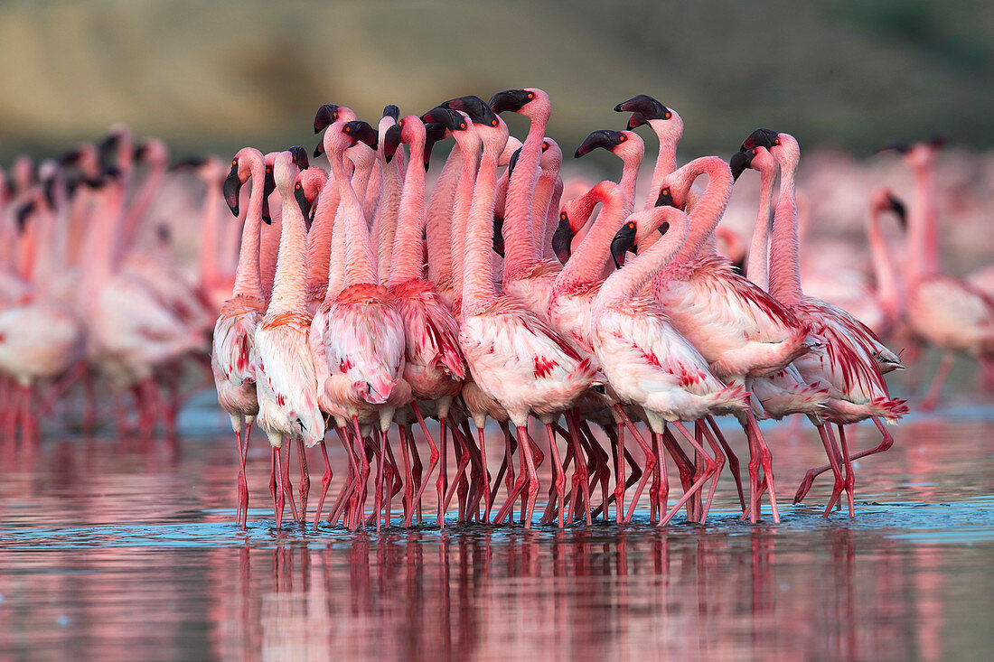 Zwergflamingo (Phoenicoparrus minor), Balztanz in Gujurat, Indien