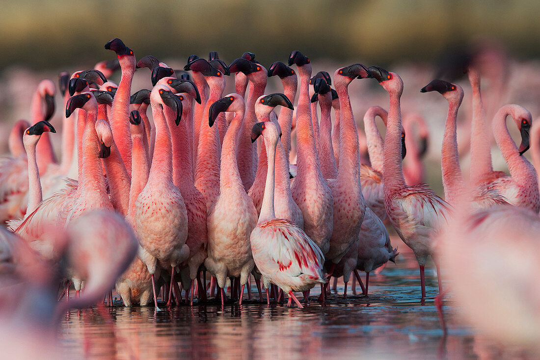 Zwergflamingo (Phoenicoparrus minor), Balztanz in Gujurat, Indien