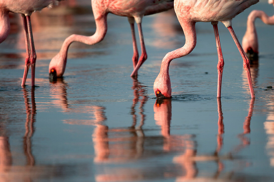 Lesser flamingo (Phoenicoparrus minor) feeding in Gujurat, India