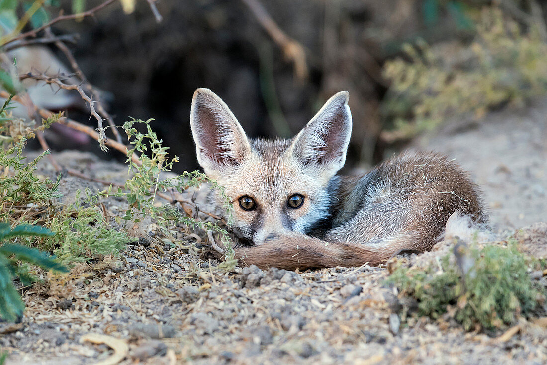 Desert fox or white-footed fox (Vulpes vulpes pusilla) pup in Kutch, Gujurat, India