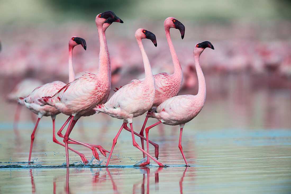 Lesser flamingo (Phoenicoparrus minor) courtship dance in Gujurat, India