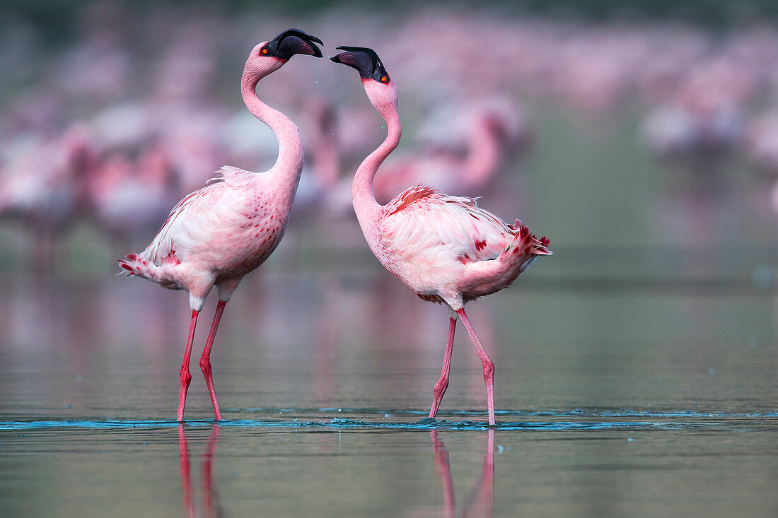 Zwergflamingo (Phoenicoparrus minor), Balztanz in Gujurat, Indien