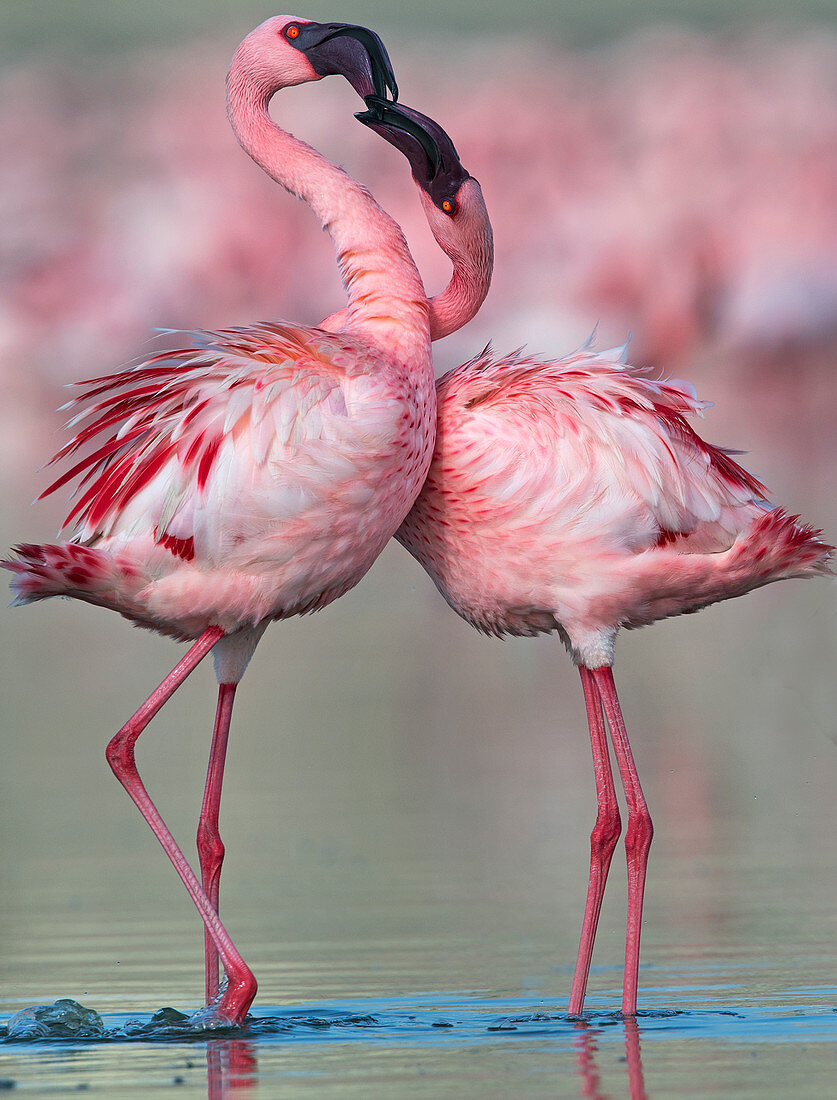 Zwergflamingo (Phoenicoparrus minor), Balztanz in Gujurat, Indien