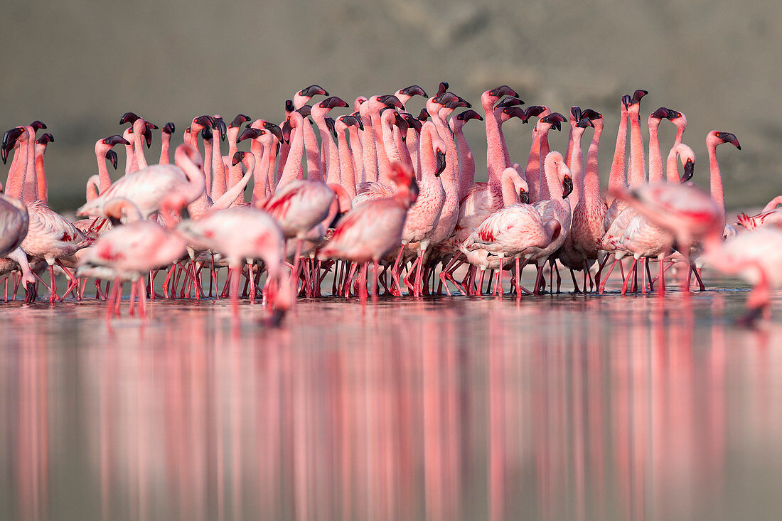 Zwergflamingo (Phoenicoparrus minor), Balztanz in Gujurat, Indien