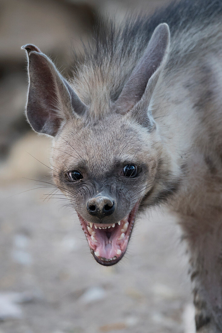 Striped hyena (Hyaena hyaena) in den at Kutch, Gujurat, India