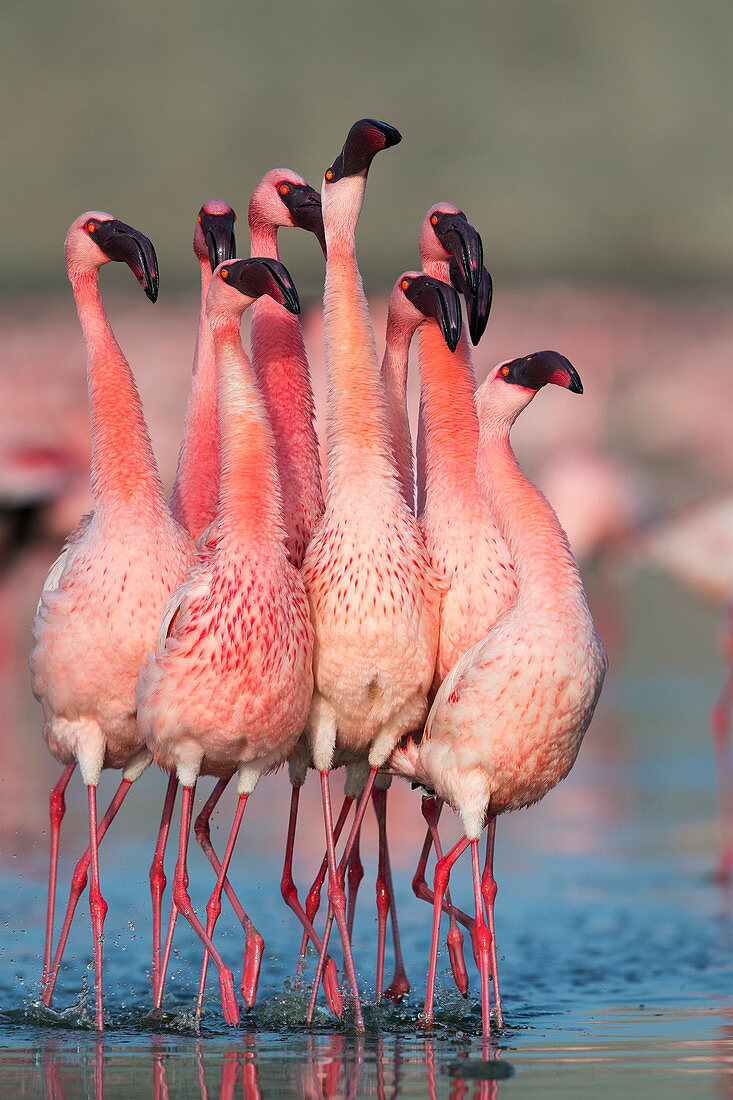 Zwergflamingo (Phoenicoparrus minor), Balztanz in Gujurat, Indien