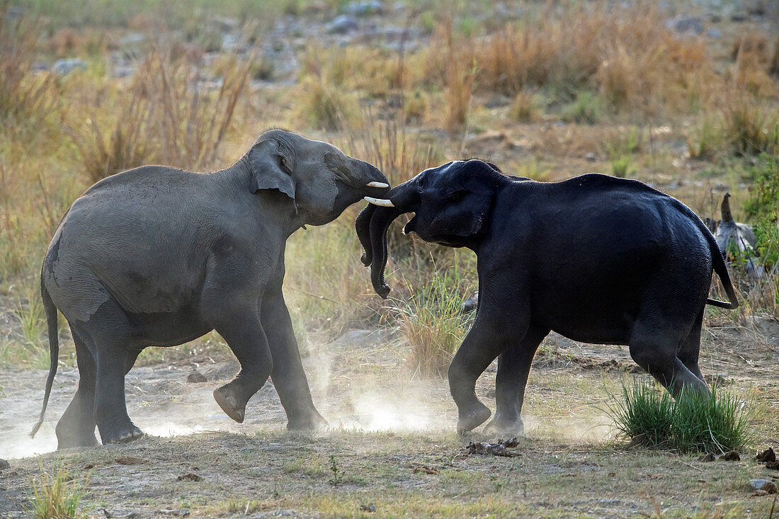 Asiatische Elefanten (Elephas maximus) beim Kämpfen im Corbett-Nationalpark, Indien