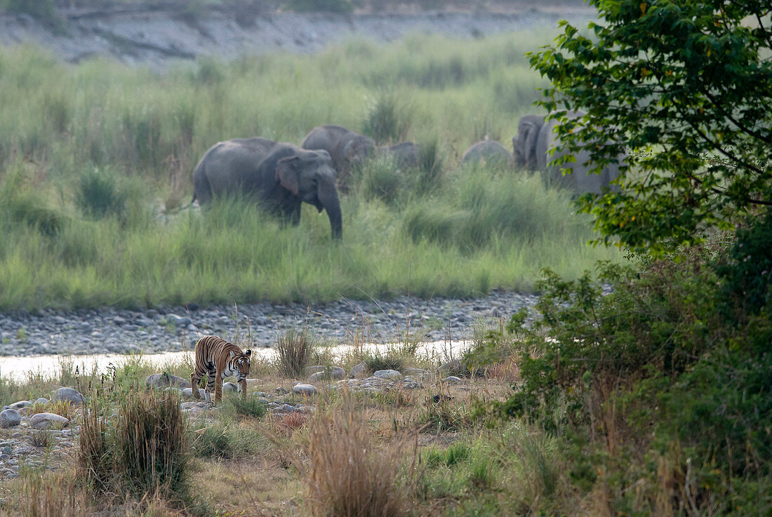 Tiger (Panthera tigris) und asiatische Elefanten im Corbett-Nationalpark, Indien