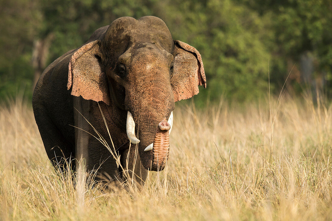 Asiatischer Elefant (Elephas maximus), großer Stoßzahn, Corbett-Nationalpark, Indien