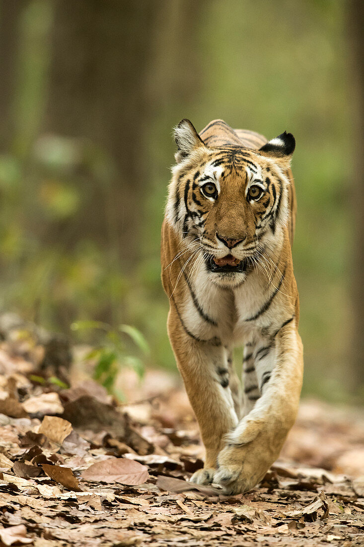 Tiger (Panthera tigris) im Corbett-Nationalpark, Indien