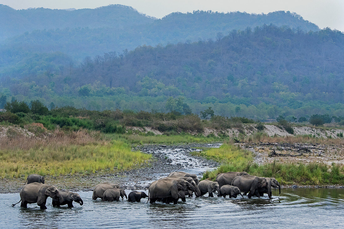 Asiatische Elefantenherde (Elephas maximus) im Ramganga Fluss, Corbett Nationalpark, Indien