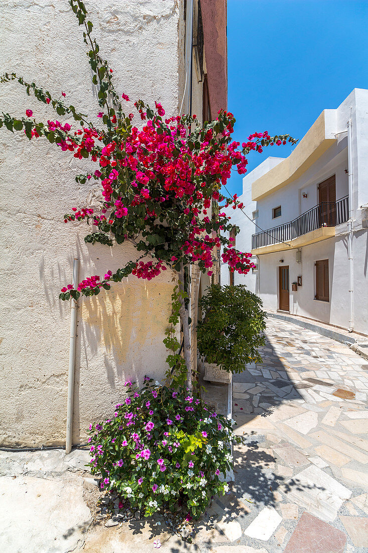 Typische weiße Gassen mit Blumen im Ort Ierápetra, Osten Kreta, Griechenland