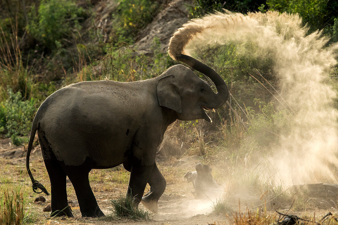 Asiatic elephant (Elephas maximus) young Tusker doing mudbath in  Corbett national park, India