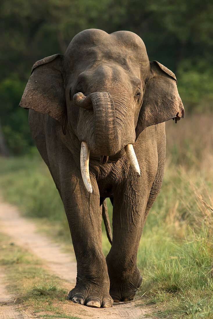 Asiatischer Elefant (Elephas maximus), großer Stoßzahn, Corbett-Nationalpark, Indien