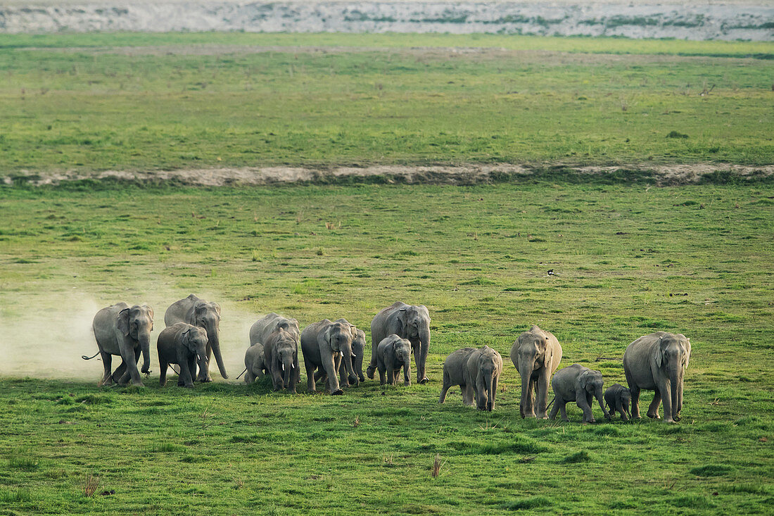 Asiatische Elefantenherde (Elephas maximus) im Corbett-Nationalpark, Indien