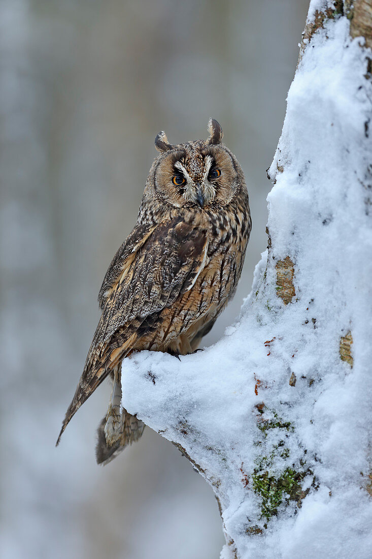 Long Eared Owl\n(Asio otus)\nin winter\nUK\n\nTaken in controlled conditions\n\n\n