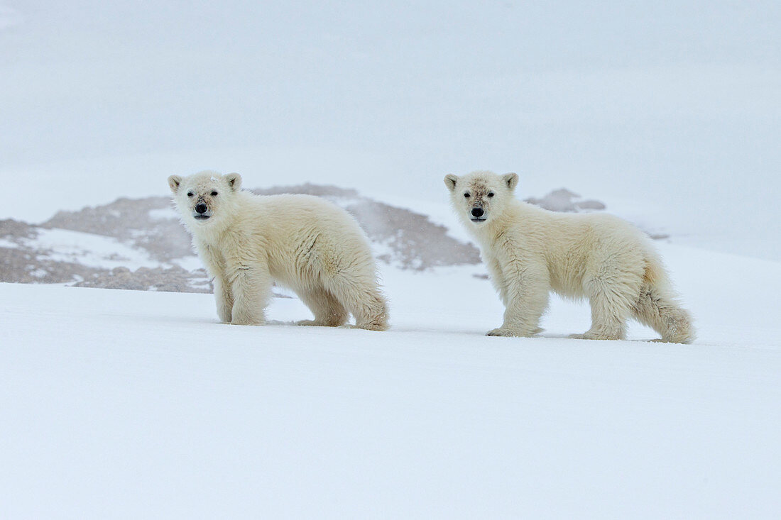 Eisbärenjungen (Ursus maritimus) auf Meereis, Spitzbergen