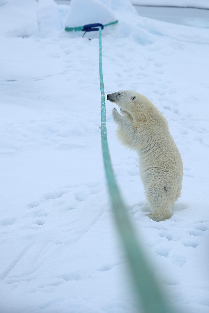Eisbär (Ursus arctos) spielt mit dem Schiffsanker, Spitzbergen