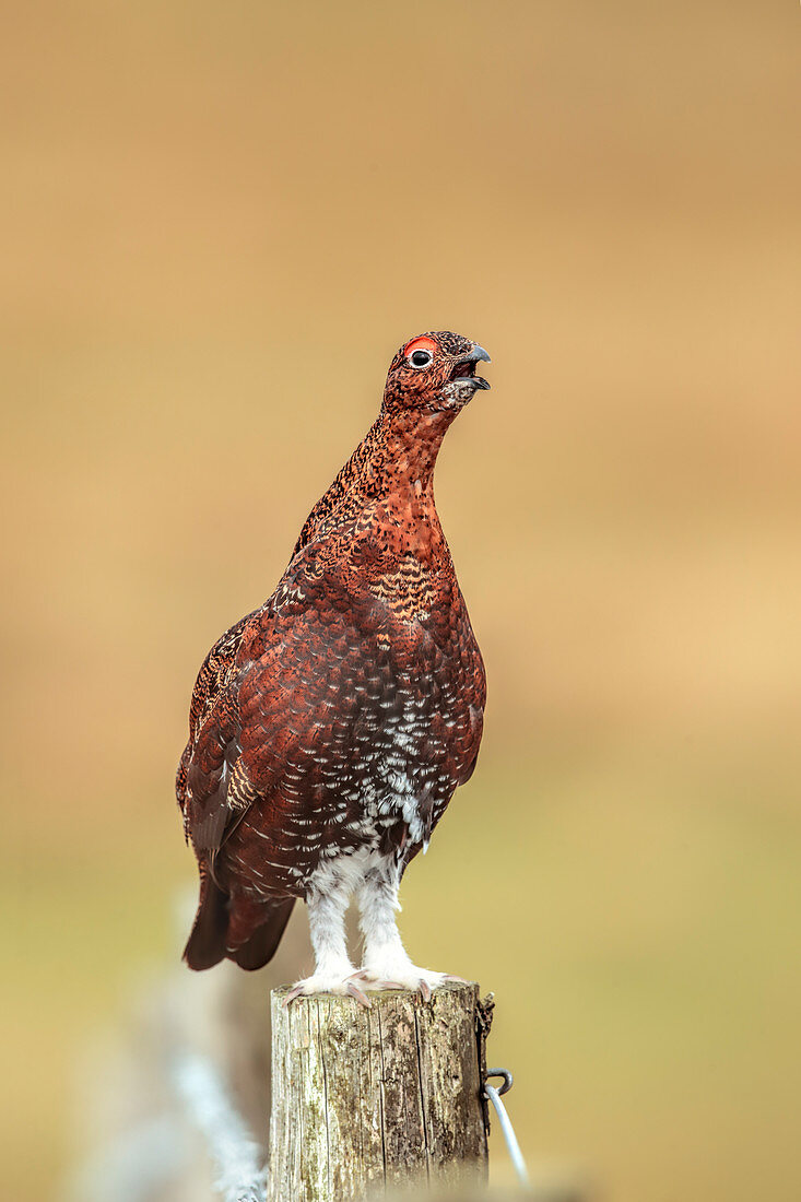 Red Grouse\n(Lagopus lagopus scotica)\non post\nUK