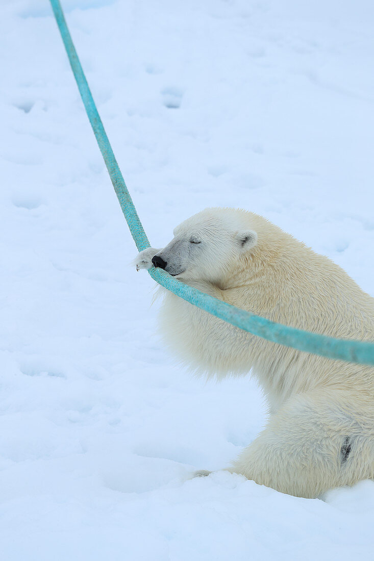 Eisbär (Ursus arctos) spielt mit dem Schiffsanker, Spitzbergen