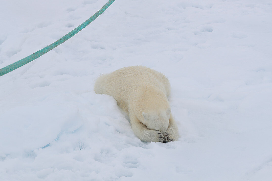 Eisbär (Ursus arctos) spielt mit dem Schiffsanker, Spitzbergen