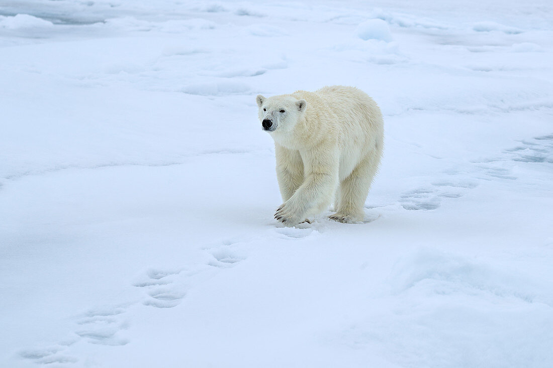 Eisbär (Ursus maritimus) Spitzbergen