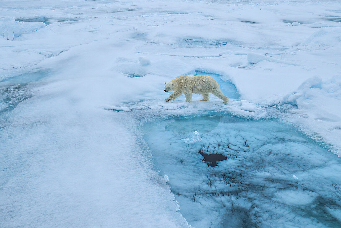 Eisbär (Ursus arctos) auf Meereis, Spitzbergen