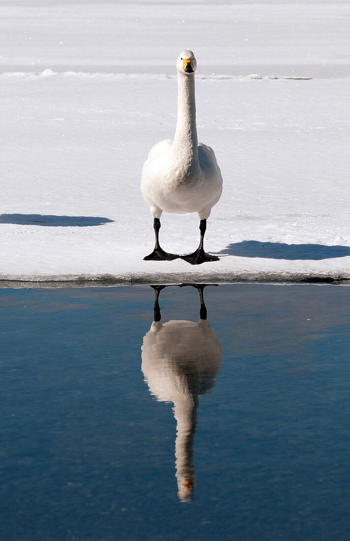 Whooper swan (Cygnus cygnus), Japan