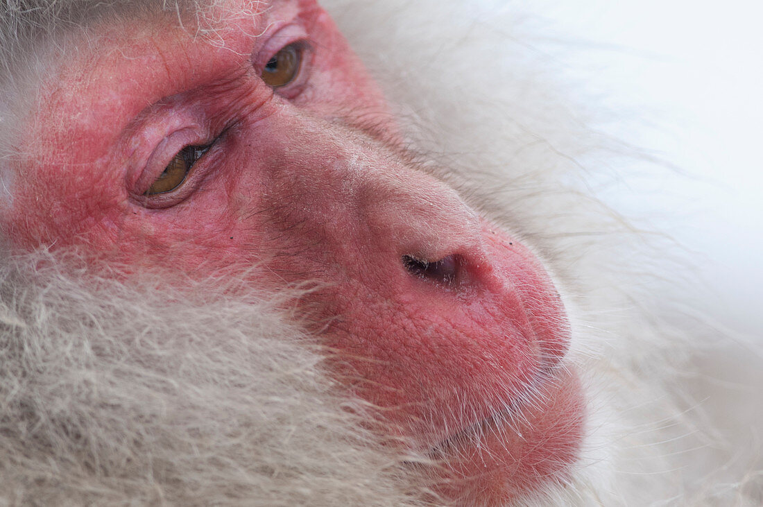 Japanese macaque or snow japanese monkey, portrait (Macaca fuscata), Japan