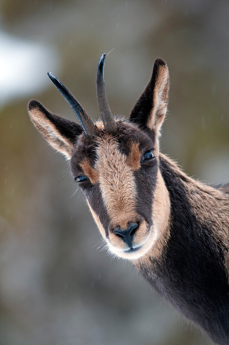 Isard (Rupicapra Pyrenaica), Portrait, Spain