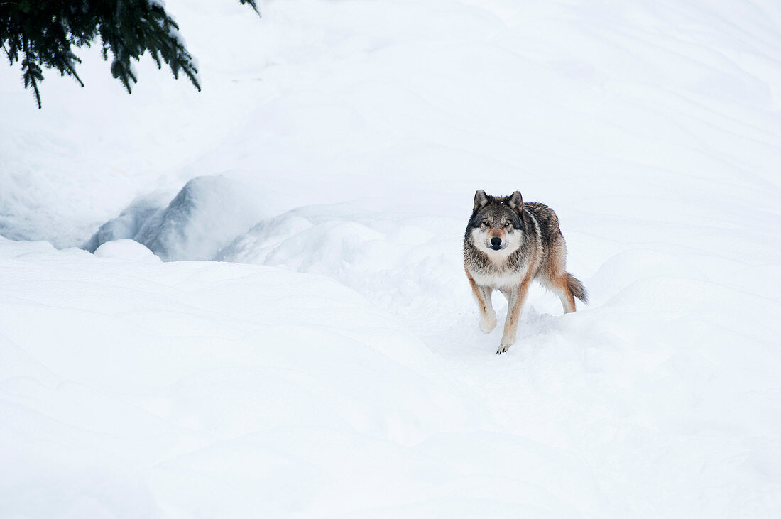 Grauwolf (Canis lupus) im Schnee