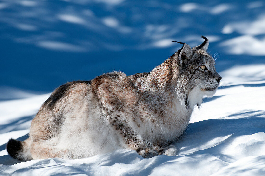 Eurasischer Luchs (Lynx lynx) auf der Suche