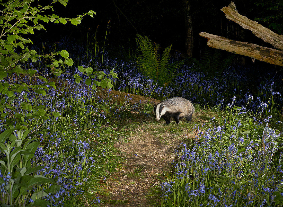 BADGER (Meles meles)  \nin Rookery Wood, Sussex, England                          