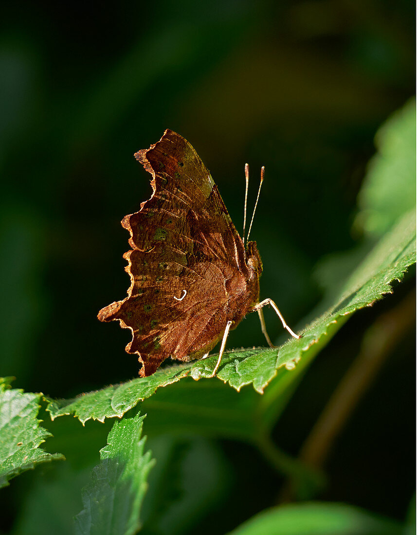 COMMA BUTTERFLY (Polygonia c-album)\nSussex, England