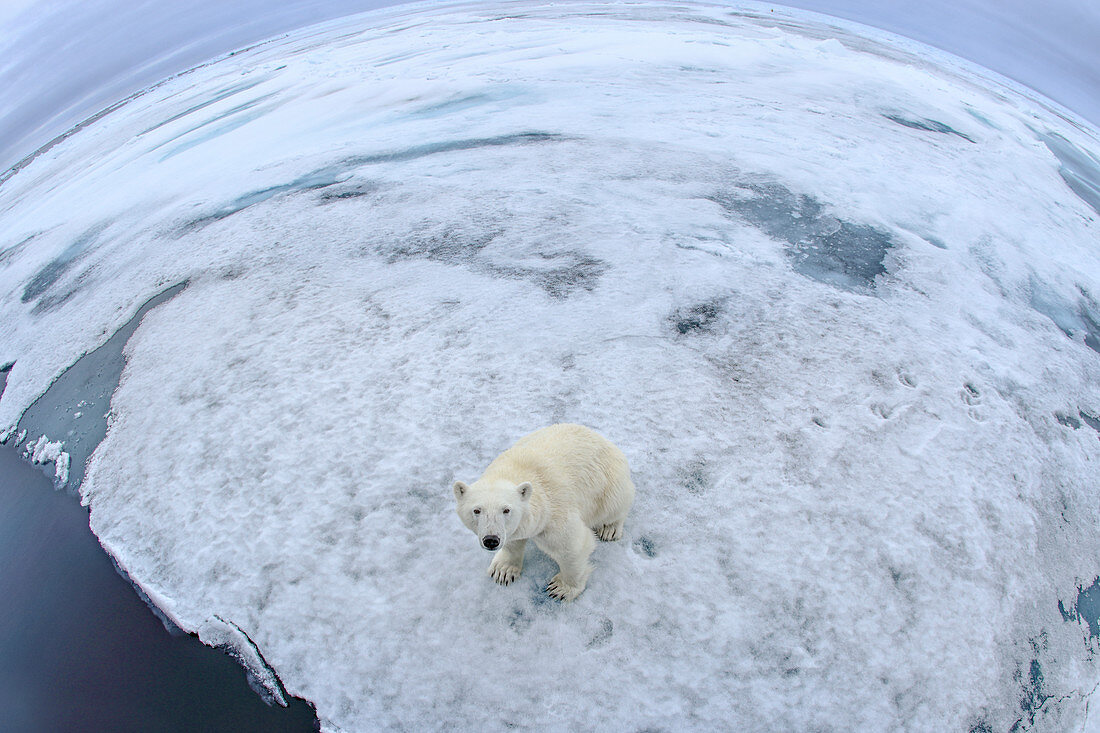 Polar Bear\n(Ursus arctos)\non sea ice using fisheye\nSvalbard