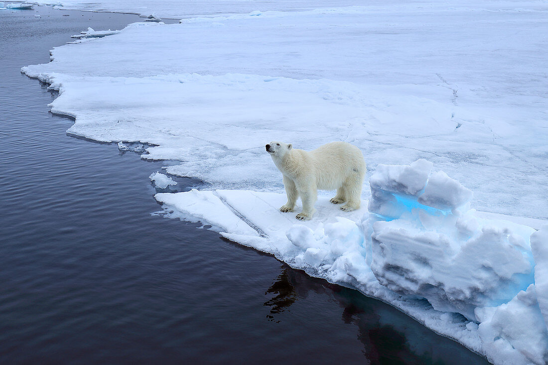 Polar Bear\n(Ursus arctos)\nwalking on sea ice\nSvalbard
