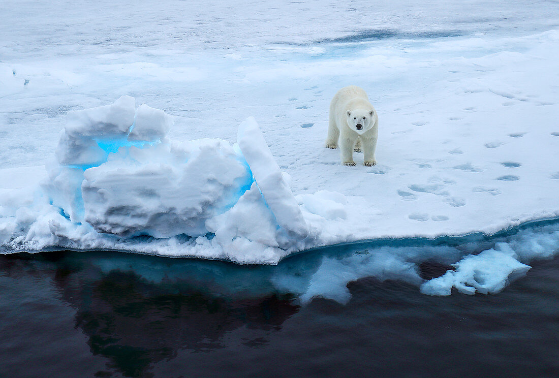 Eisbär (Ursus arctos) auf Meereis, Spitzbergen