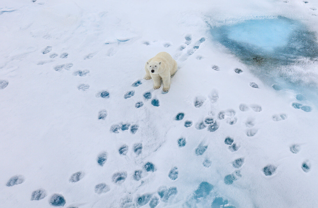 Eisbär (Ursus arctos) mit Fußspuren auf Meereis, Spitzbergen