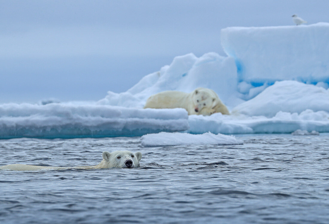 Eisbär (Ursus arctos maritimus) auf Packeis, bei der Bewachung frisch getöteter Robben, Spitzbergen